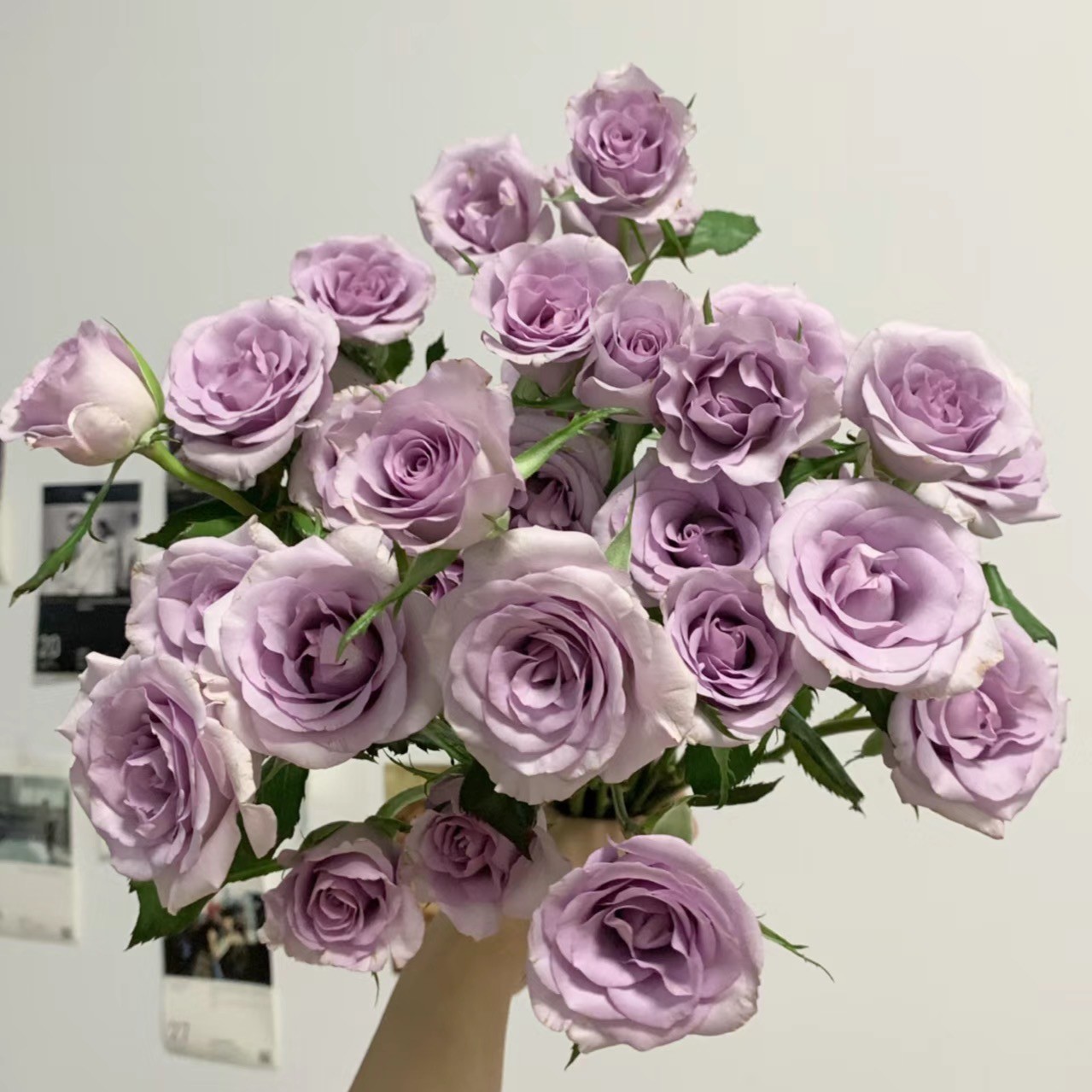  【王安园艺】九星蓝狐多头玫瑰基地优选鲜切花水培