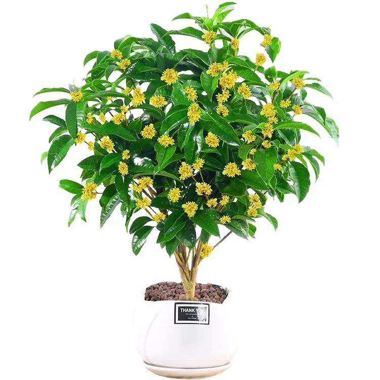 四季桂花大树苗盆栽景开花不断带浓香型苞绿植物花卉室内庭院好养