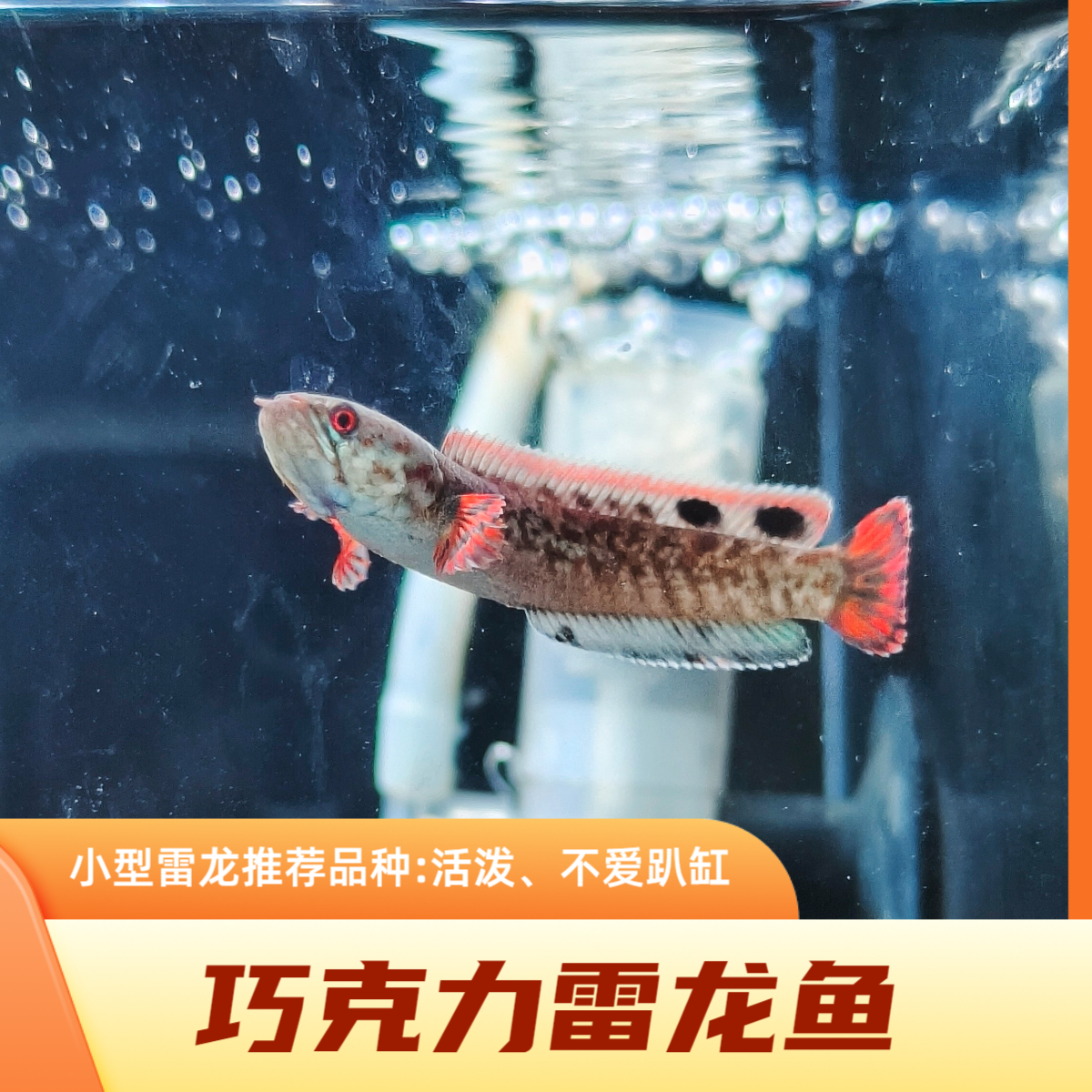 巧克力雷龙鱼/巧克力七彩雷龙苗/巧克力苗