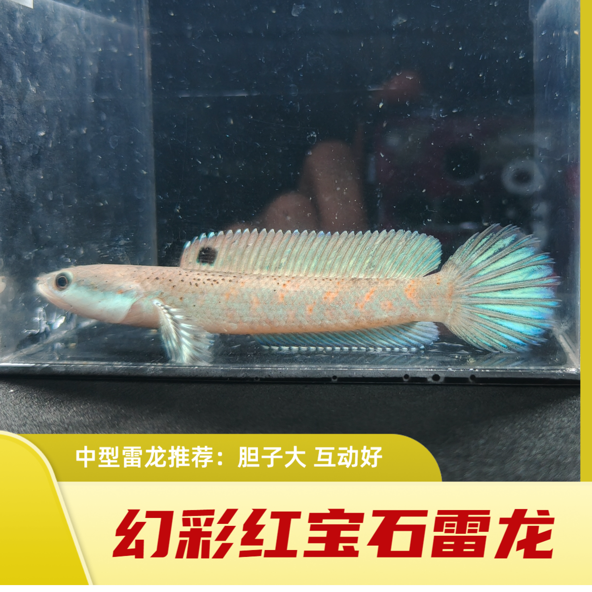 幻彩红宝石巧克力雷龙/幻红雷龙/幻红苗/幻红坦克/幻红2型/幻2