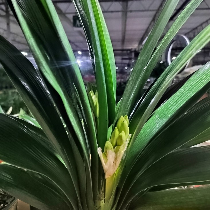 双棵上箭君子兰棵型端庄大气鲜花粉色黄色中国风美观颜色