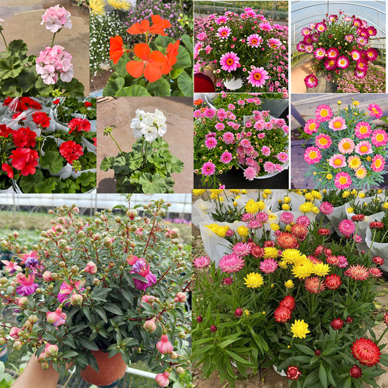 左上角有一盆基地花花 离开无效