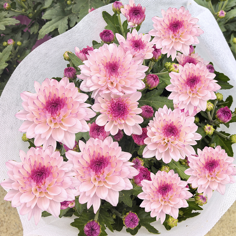 南农丹心粉小雏菊(小清新 高颜值  网红款)阳台庭院开花植物