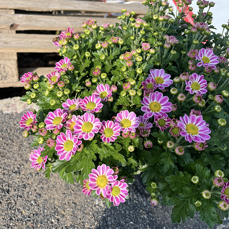 雅典娜小雏菊(网红小菊 颜值很高)庭院阳台开花植物