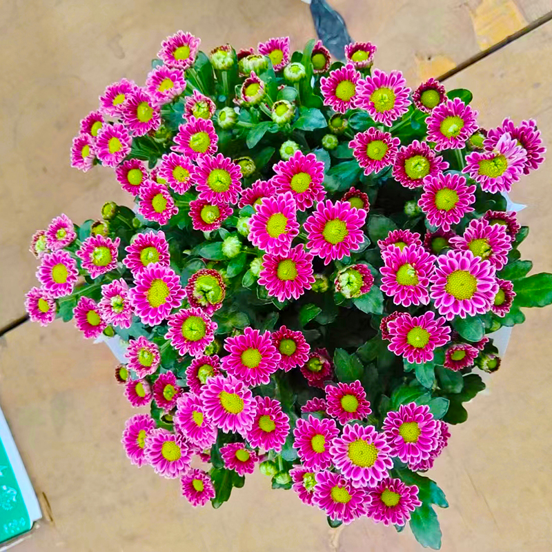 吉祥小雏菊(网红花-颜值高)庭院阳台开花植物荷兰菊