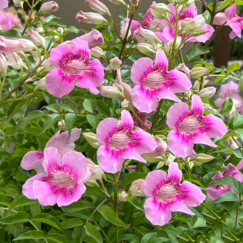 凌霄花老桩盆栽(花期长 高颜值 耐晒 耐冻 )庭院阳台好养植物