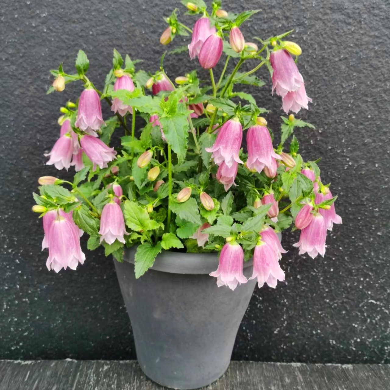 紫斑风铃(花园新宠 开花机器 花期长)庭院阳台开花植物星花怒放