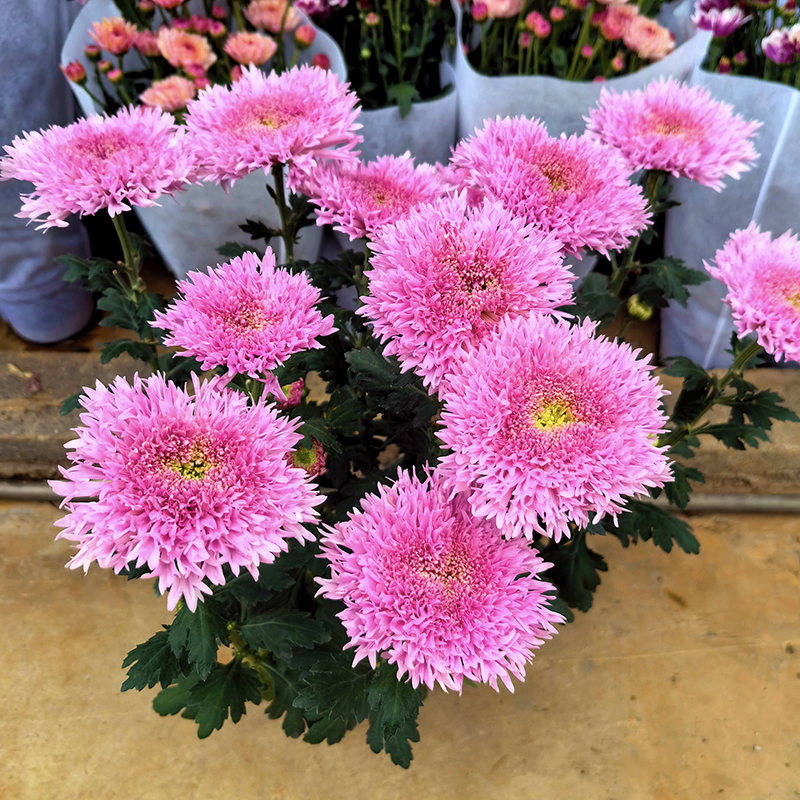泰迪面包菊(花期长 毛绒可爱)庭院阳台开花植物