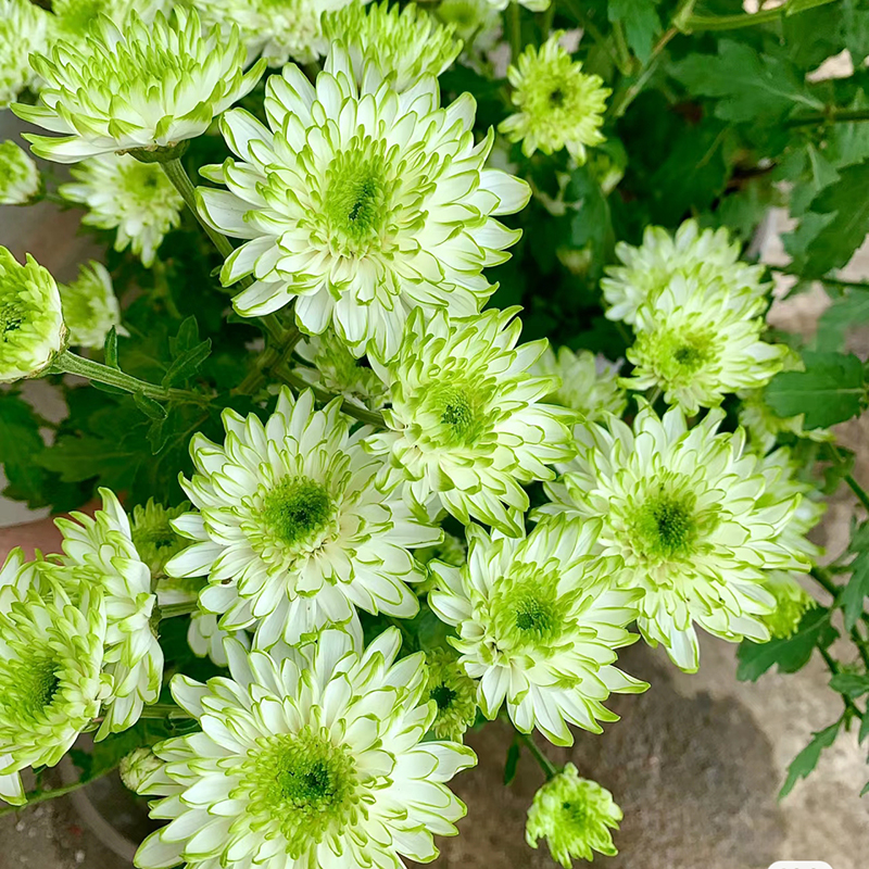 绿天赞小雏菊(淡绿色 颜值高 花期长)庭院阳台开花植物