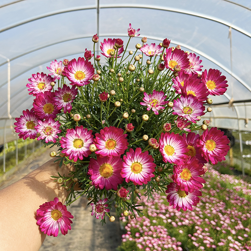 糖果荷花玛格丽特(复色花型  蓬头大 颜值高)阳台庭院开花植物