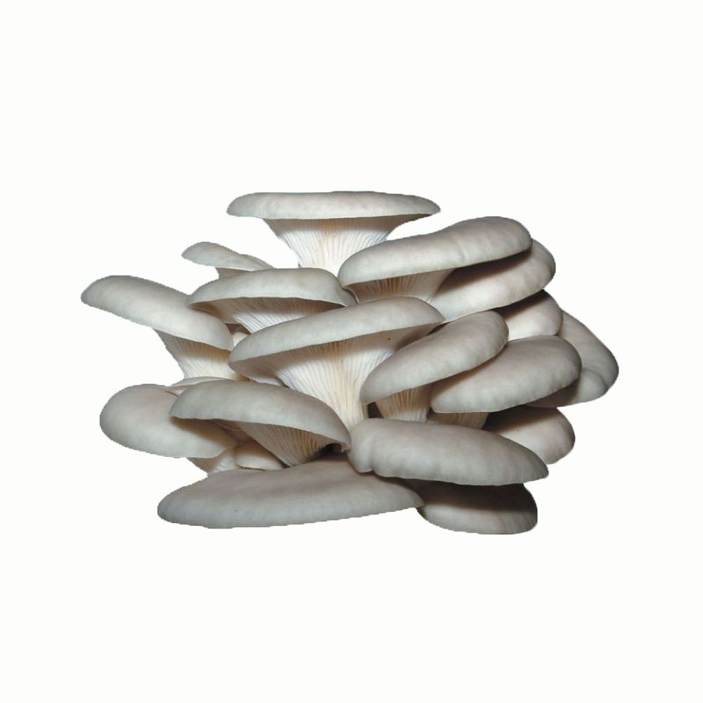 凤尾菌平菇 约400g/份