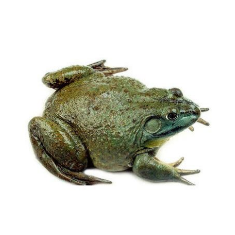 牛蛙 约400g/份（鲜活宰杀）1斤杀出来只有2两左右肉