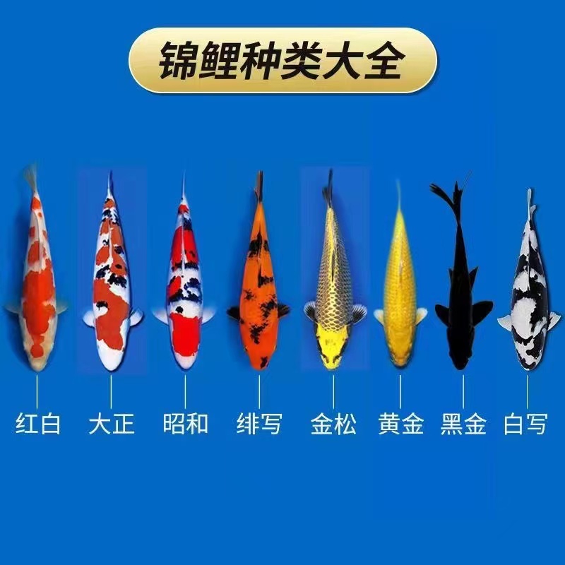 锦鲤活鱼纯种红白大正三色白金黄金招财鱼好养耐活淡水冷水观赏鱼