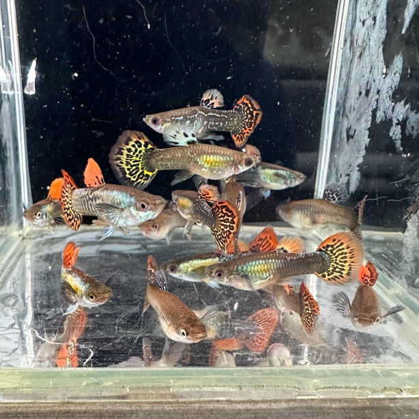 七彩龙鳞苗10条俩单给10条