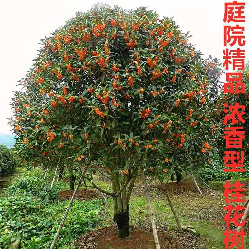 基地直销精品桂花树苗八月桂四季桂清香浓香型大小规格齐全