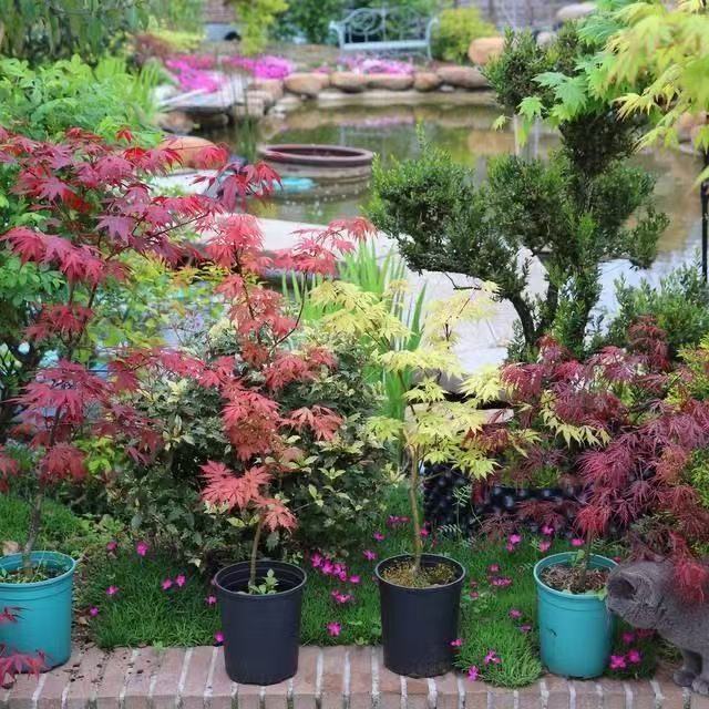 女神红枫 网红彩叶观赏枫 粗脉纹枫树 阳台 办公室庭院通用