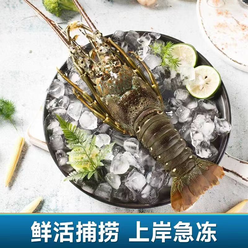 【顺丰发货】活冻小青龙 1斤/只  到手2只！保鲜保肥不保活