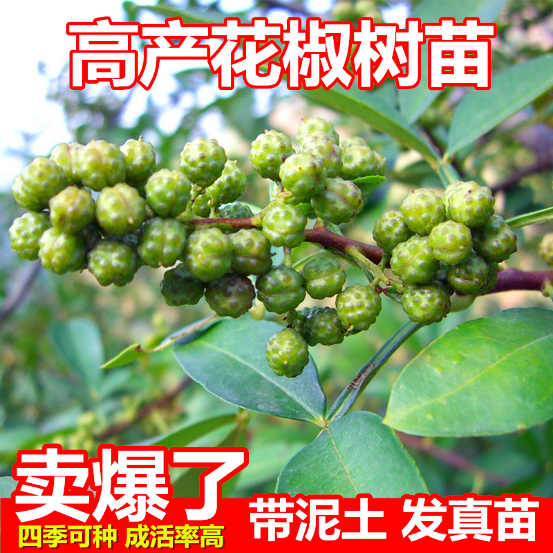 九叶青花椒苗树食用四川藤椒苗大红袍麻椒南北方种植盆栽地栽树苗