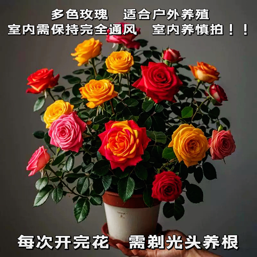 【新疆包邮】多色玫瑰月季，需通风好，室内养慎拍，打底10根苗