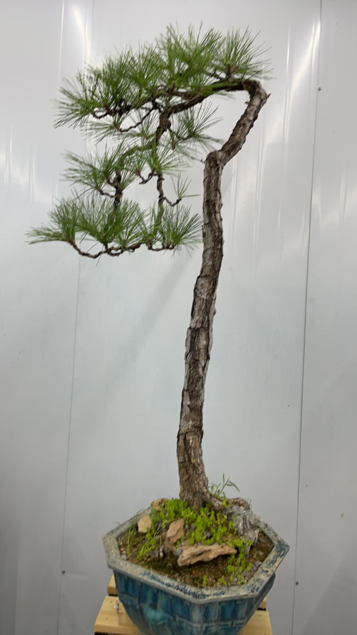 老桩老盆口黄山松