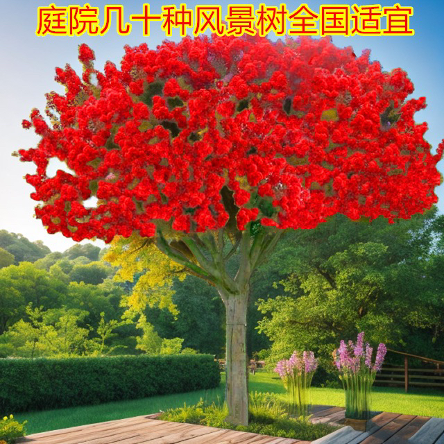 美国红火箭紫薇常年开花 花量大 庭院别墅景观风景树苗