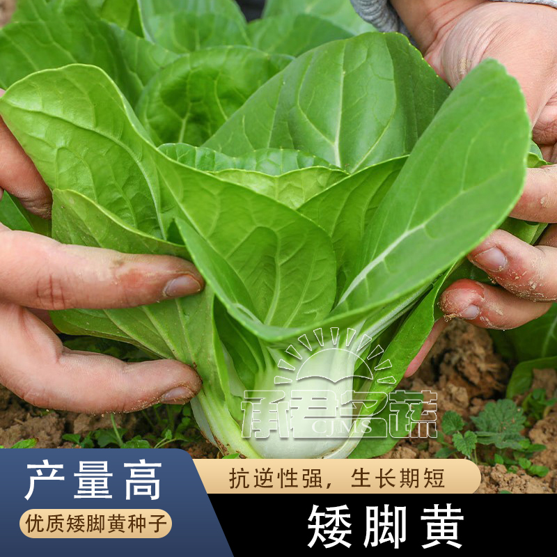 矮脚黄白菜种子小青菜种籽春秋四季油菜盆栽矮脚白菜籽蔬菜孑大全