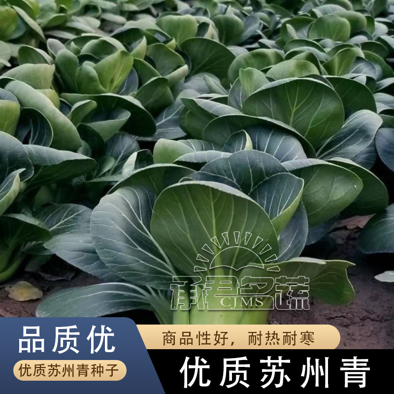 黑叶苏州青菜籽种子小青菜上海青菜种籽大全矮脚油菜四季蔬菜种孑