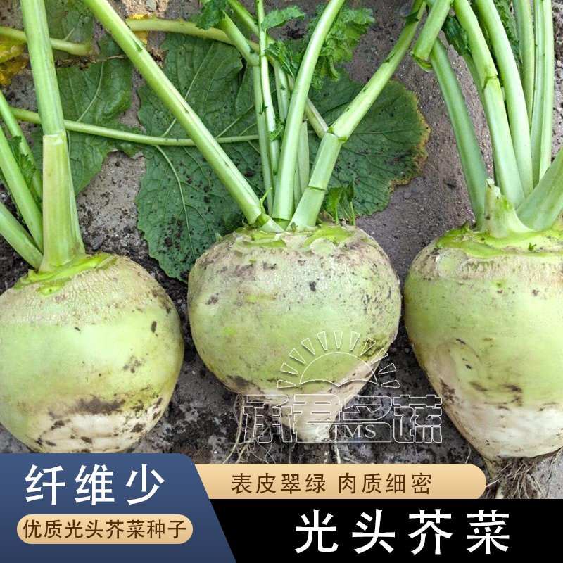 光头芥菜种子特大辣疙瘩种籽芥菜种籽四川辣菜四季蔬菜孑子大头菜