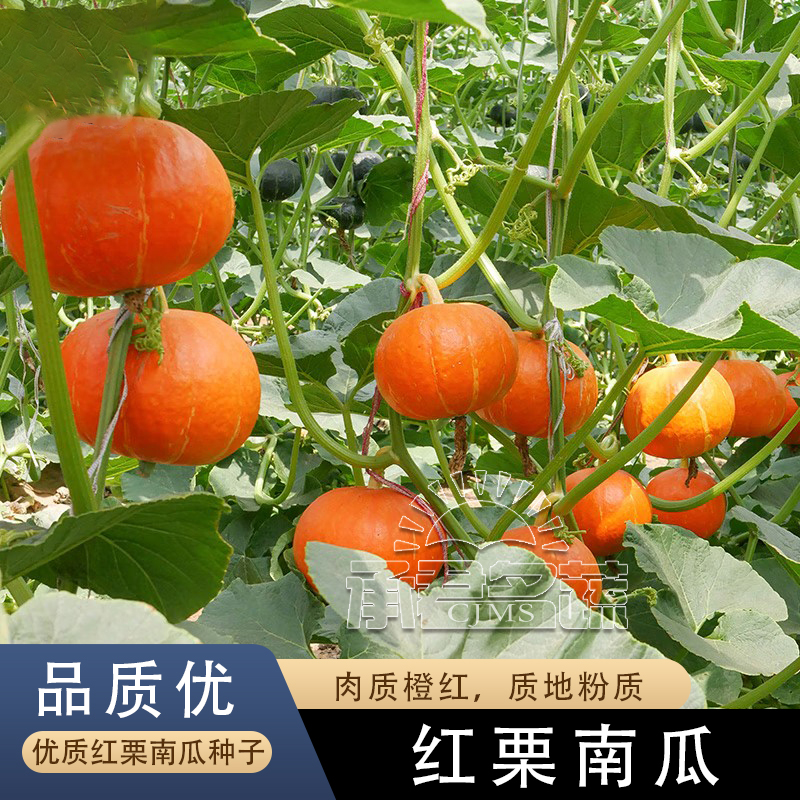 红甜栗南瓜种子春秋四季农家红皮南瓜种孑粉糯香甜栗小南瓜种籽