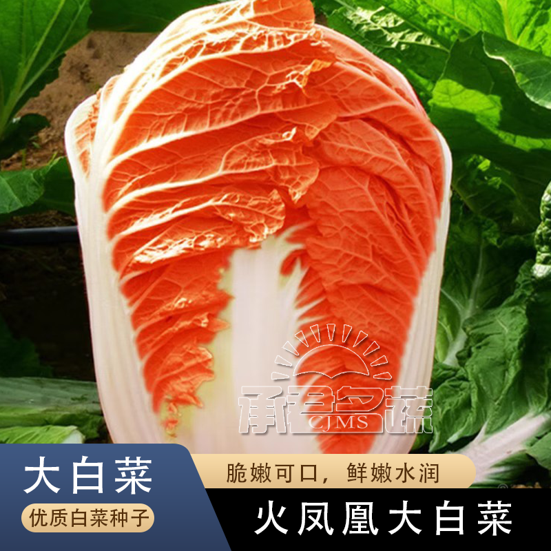 火凤凰红心大白菜种子夏播耐热胶州白菜包心菜饺子菜种子蔬菜种子