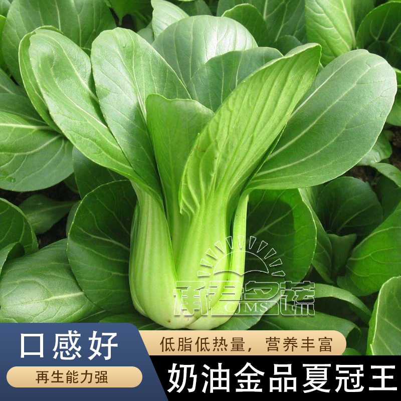 上海青菜籽种子蔬菜种籽大全鸡毛菜青菜小白菜四季菜种孑正宗冬季