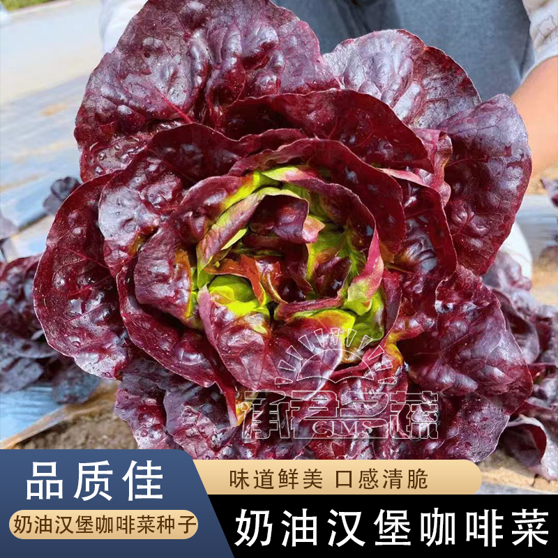 汉堡奶油咖啡菜生菜种子紫叶生菜籽耐热四季播冬季耐寒保健蔬菜种