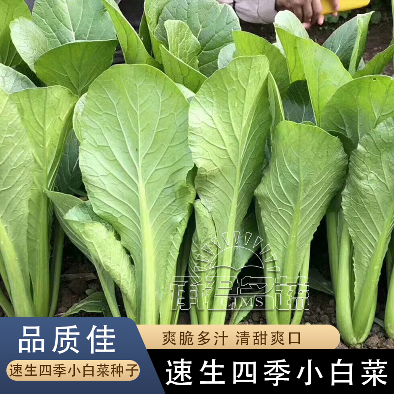 速生小白菜籽四季种子青梗小白菜种籽大全南方蔬菜冬鸡毛菜春秋季