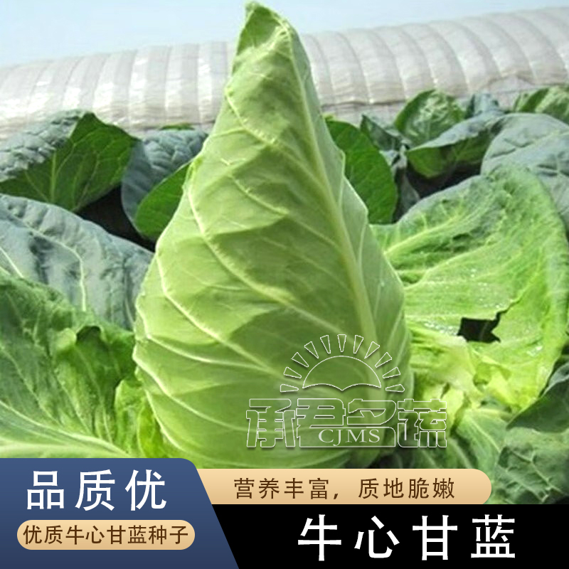 牛心包菜种子甘蓝菜种籽牛心甘蓝包菜种子卷心菜菜种孑包心大白菜