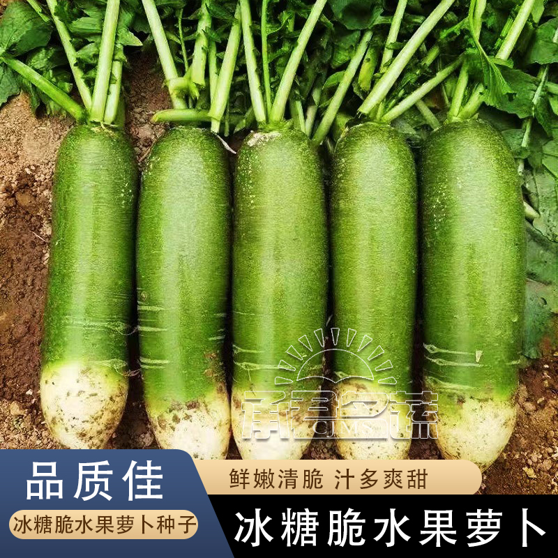 冰糖水果萝卜种子生吃脆甜农家蔬菜种孑四季播种阳盆栽绿萝卜种籽