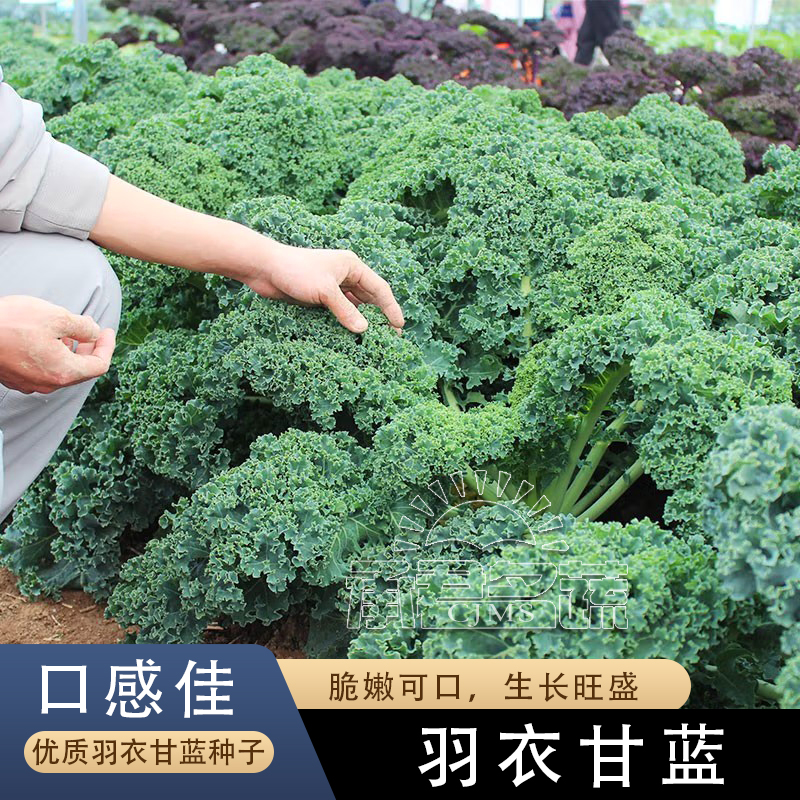 食用皱叶羽衣甘蓝种子耐热甘蓝种籽春秋冬四季阳台盆栽蔬菜种孑