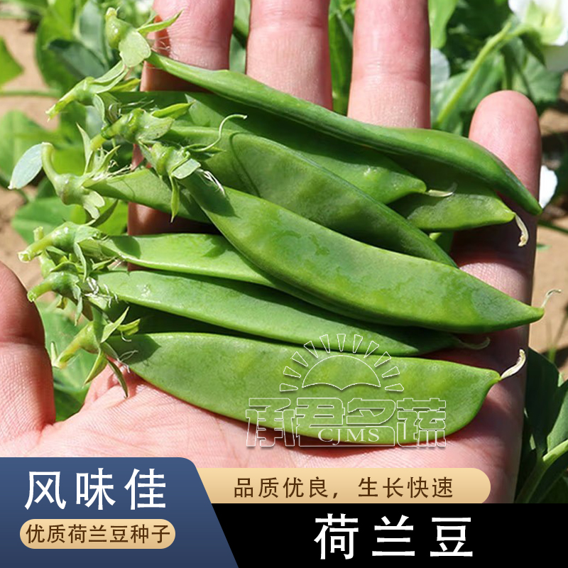 荷兰豆种籽种子豌豆苗四季甜蔬菜豌豆种籽孑籽种莱蚕豆菜籽尖碗豆