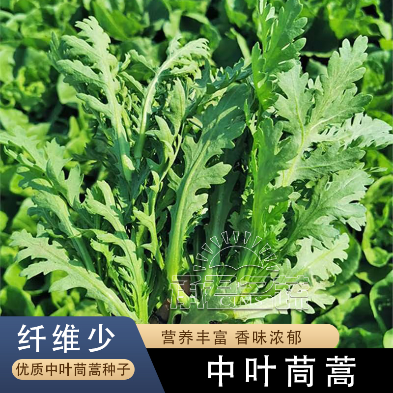 中叶茼蒿种子皇帝菜小叶茼蒿种籽春秋四季阳台抗寒热青菜蔬菜种孑