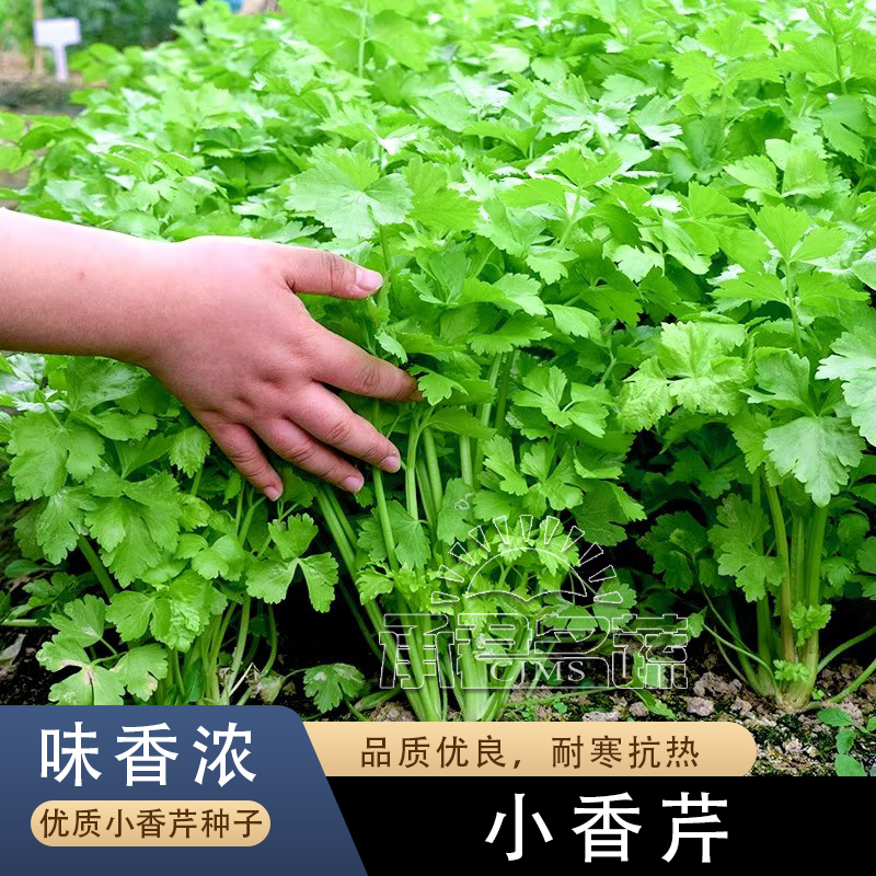 四季小香芹种子大全芹菜苗种籽大全芹菜种子季青菜籽蔬菜种孑农家