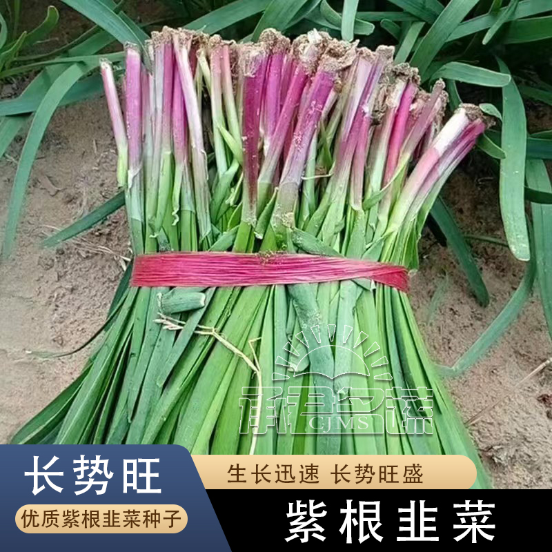 紫根韭菜种子四季种籽子根红宽叶根苗蔬菜阳台家种韭菜大叶籽大全