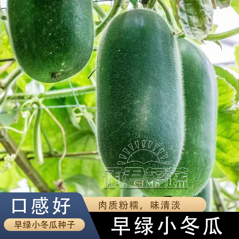 早绿早熟小冬瓜种子嫩绿小冬瓜小节瓜春夏秋种高产小冬瓜籽冬瓜籽