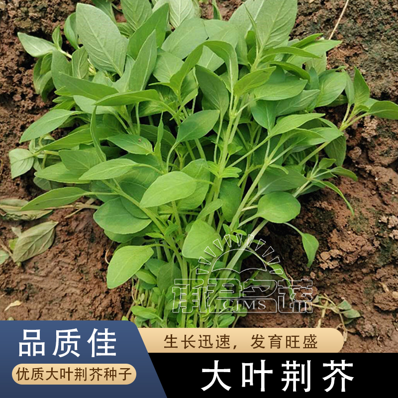 大叶荆芥种子苗香荆芥特色野菜凉拌阳台盆栽春季四季播速生菜籽孑
