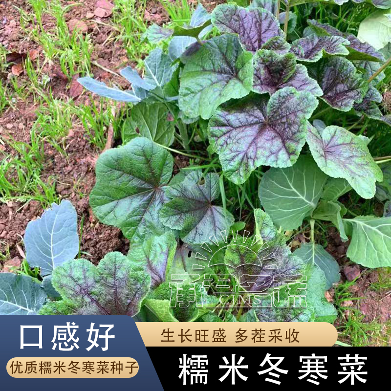 糯米冬寒菜种子高钙马蹄菜葵菜春秋四季冬苋菜种孑阳台蔬菜籽大全