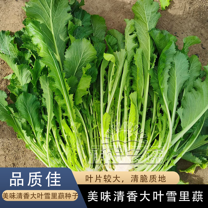 雪里蕻种子大叶排菜种籽芥菜小细叶雪里红九头鸟农家腌制蔬菜种孑