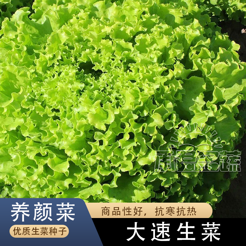 美国大速生菜种子意大利孔雀生菜种籽盆栽春四季奶油蔬菜种孑大全