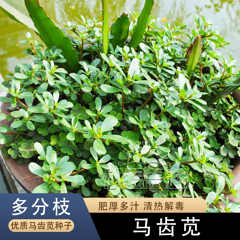食用马齿苋种子种籽马芷苋籽种盆栽马苋菜蔬菜孑苋菜秋季青菜菜籽