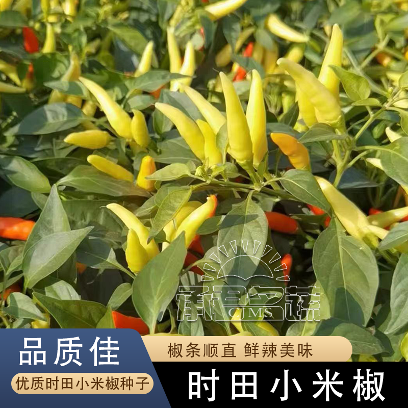 小米辣种孑小米椒种子泡椒朝天椒超辣南方高产四季蔬菜苗盆栽籽种