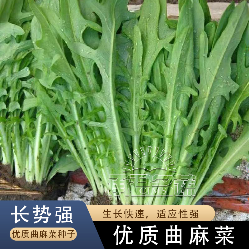 苦菜种子种籽曲麻菜苦麦菜蔬菜四季菜盆栽籽种孑苦麦菜籽菜种秧苗