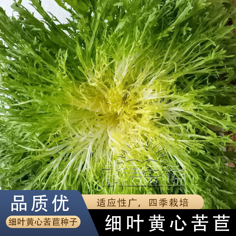 苦苣菜种籽春秋四季黄心苦菊种孑沙拉蔬菜苦菊生菜种子青菜大全