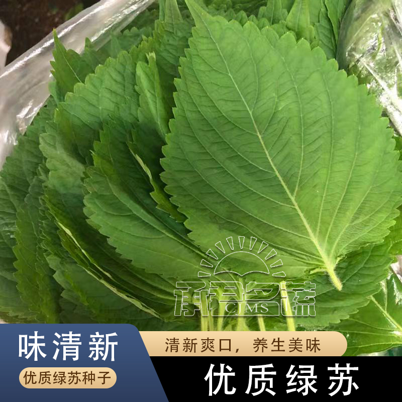 营养绿苏种子紫苏种子种籽苗盆栽食用苏子叶四季紫苏子种籽菜蔬菜